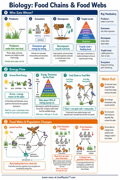Food Chains & Food Webs