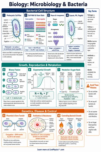Microbiology & Bacteria