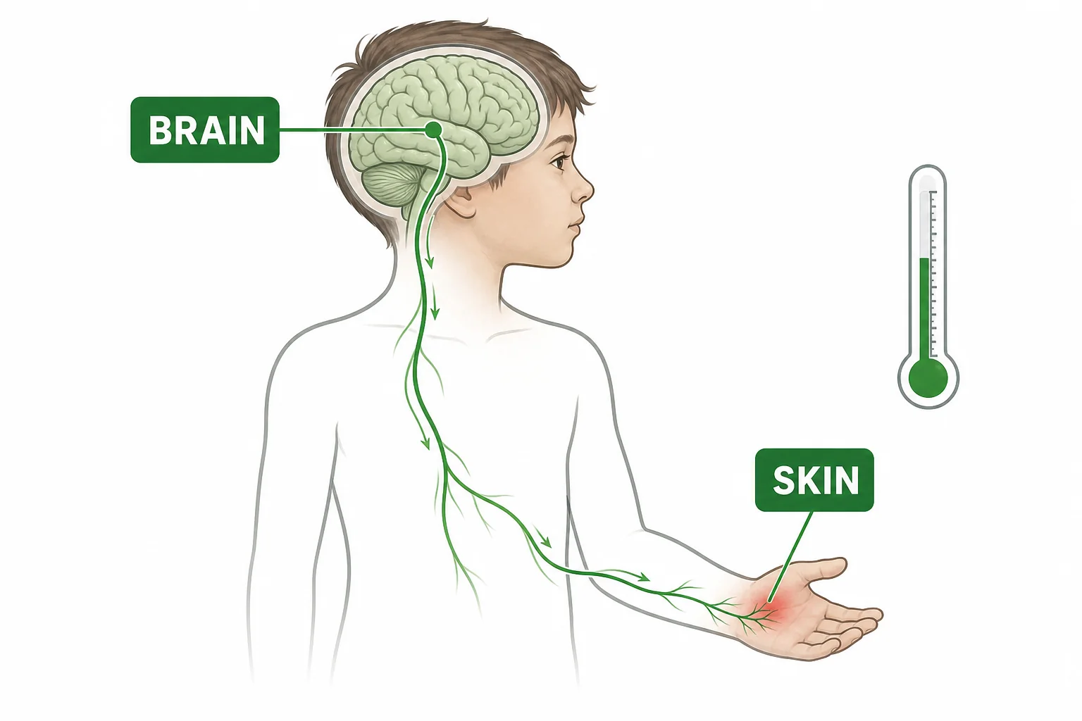 A simple body diagram showing the brain sending signals to skin when body temperature rises