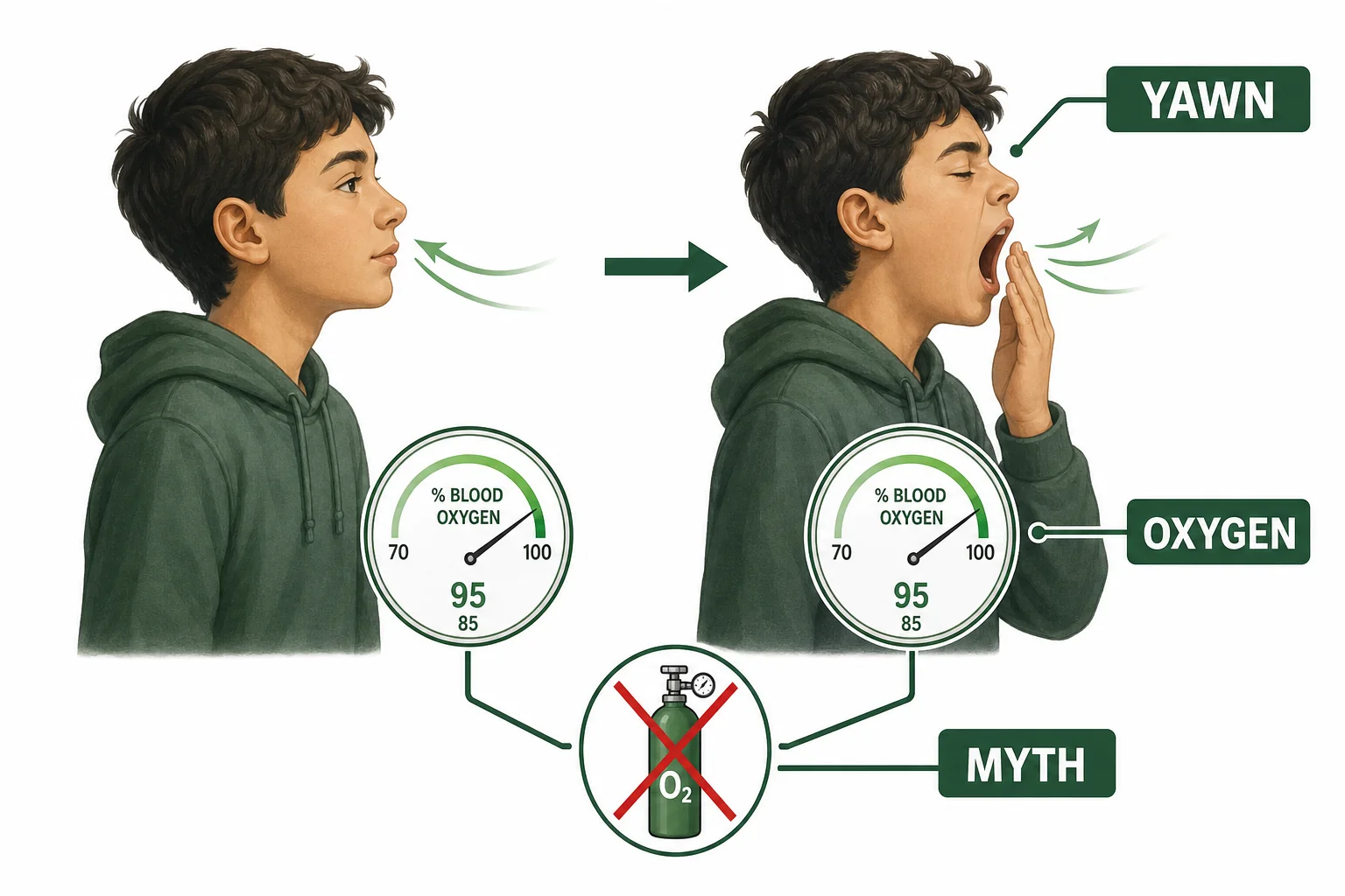 Comparison showing normal breathing and yawning with an oxygen myth crossed out and blood oxygen shown as steady.