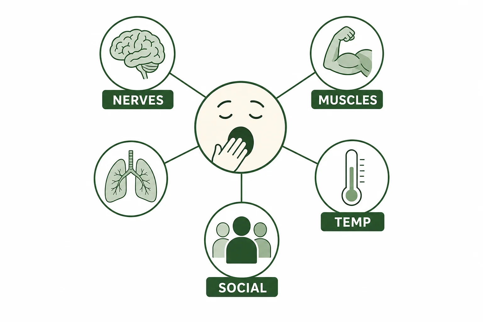 Concept map showing yawning connected to the nervous system, muscles, breathing, temperature, and social behavior.