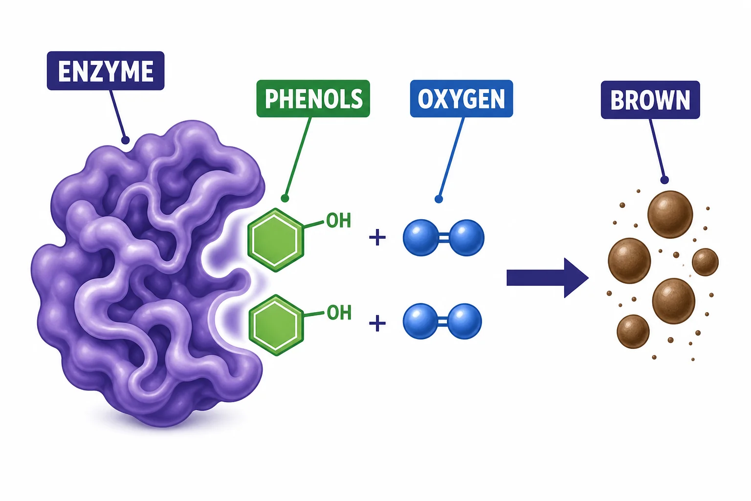 Molecular diagram showing polyphenol oxidase bringing phenol molecules and oxygen together to form brown pigment molecules.