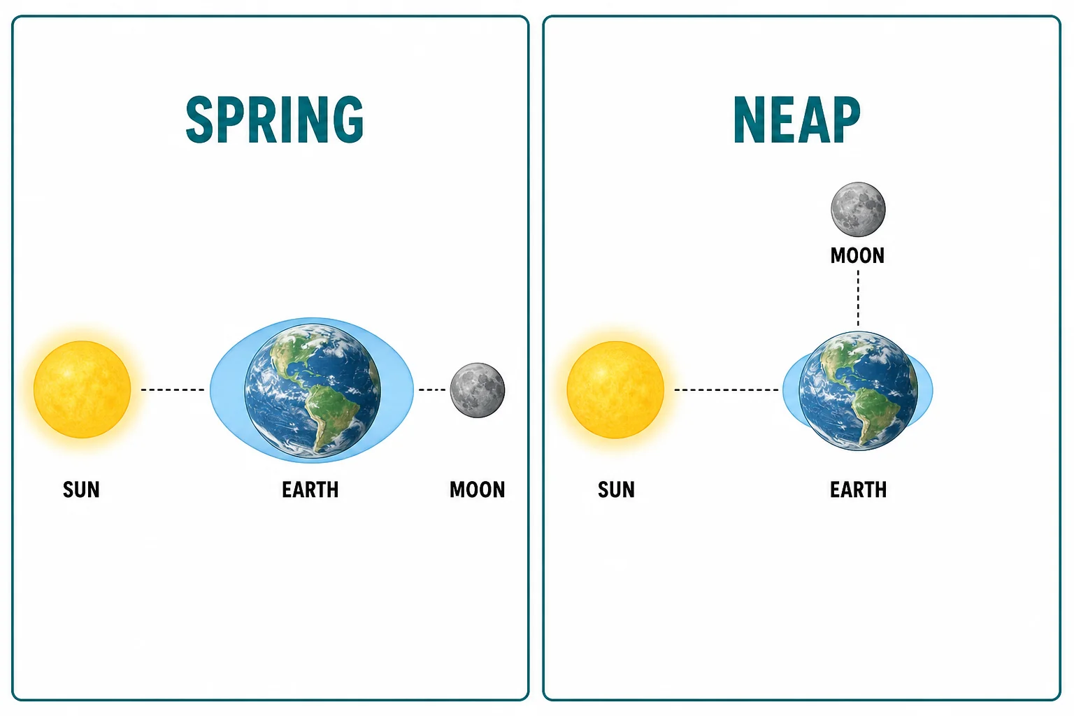 Comparison of spring tide alignment and neap tide right-angle positions of the Sun, Earth, and Moon