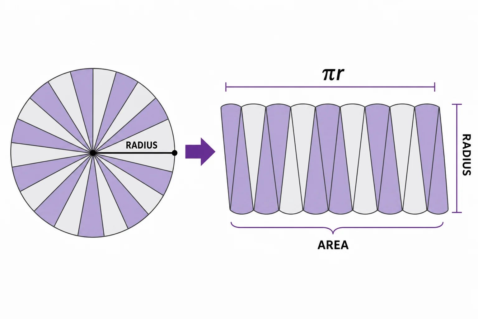 A circle cut into wedges and rearranged into a near rectangle with radius height and half circumference base.