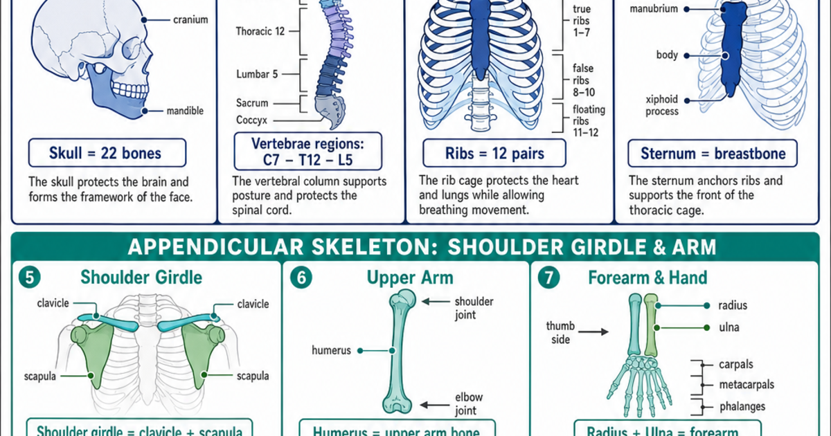 Major Bones of the Skeletal System Cheat Sheet | LivePhysics™