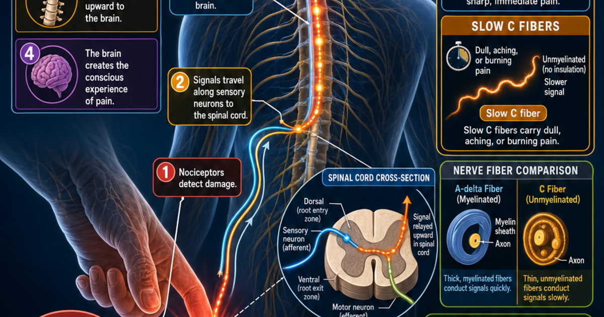 Why Pain How Pain Signals Travel to the Brain Infographic | LivePhysics™