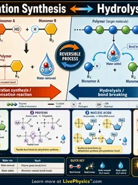 Biology: Dehydration Synthesis and Hydrolysis