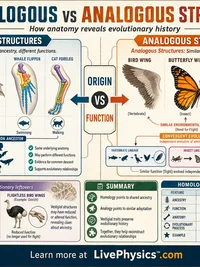 Biology: Homologous vs Analogous Structures