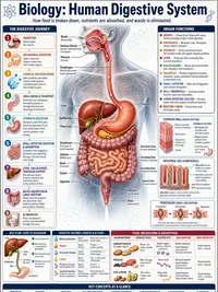 Human Digestive System