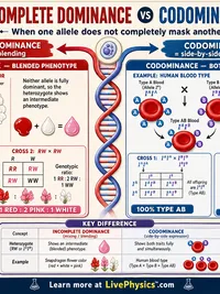 Biology: Incomplete Dominance and Codominance