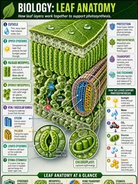 Biology: Leaf Anatomy