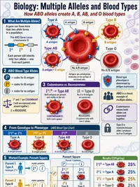 Biology: Multiple Alleles and Blood Types