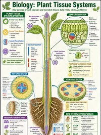 Biology: Plant Tissue Systems