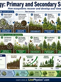 Biology: Primary and Secondary Succession