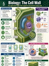 Biology: The Cell Wall