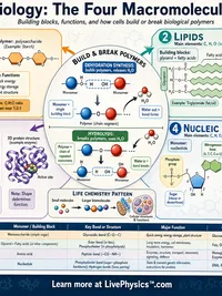 Biology: The Four Macromolecules