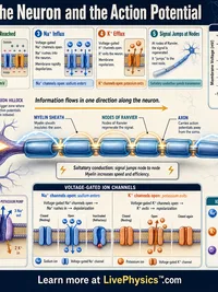 Biology: The Neuron and the Action Potential