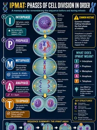 Phases of mitosis in order (IPMAT)