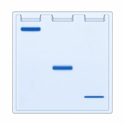 Gel showing three DNA fragments traveling different distances, with the smallest farthest from the wells.