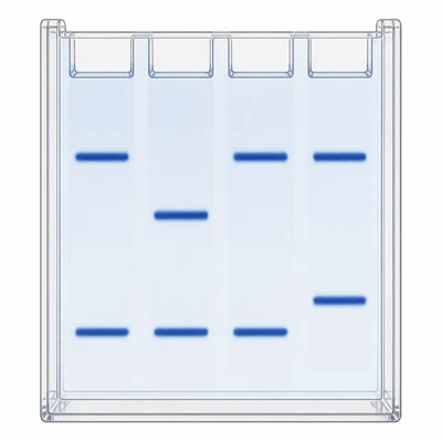 Four-lane forensic gel with the third lane matching the first lane band pattern.