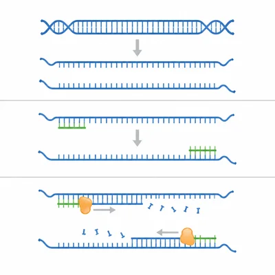 Three-panel diagram showing DNA denaturation, primer binding, and strand extension during PCR.
