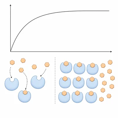 Enzyme activity rises then levels off as enzyme active sites become saturated with substrate.