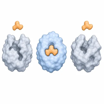Three enzyme shapes showing a normal active site in the center and distorted active sites at extremes.