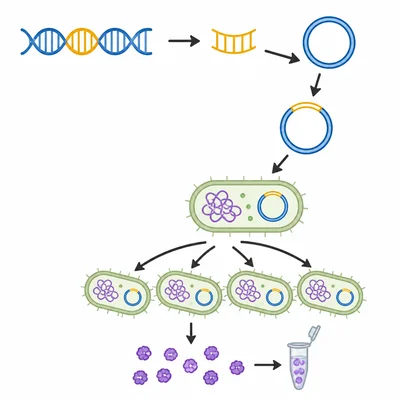A donor gene is inserted into a plasmid, placed in bacteria, and used to make protein.
