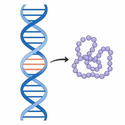 A highlighted section of DNA points to a protein shape, showing that a gene gives protein instructions.