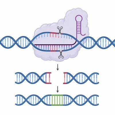 A CRISPR-like tool targets and edits a specific spot on DNA.