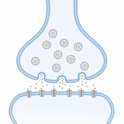 Chemical synapse with neurotransmitters released from one neuron to receptors on another.