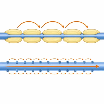 Comparison of signal movement along myelinated and unmyelinated axons.