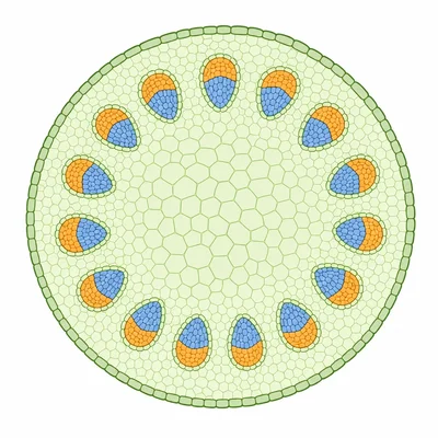 Stem cross section showing inner blue transport tissue and outer orange transport tissue.