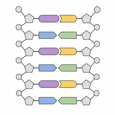 A simplified DNA ladder showing complementary base pairs connected across two strands.