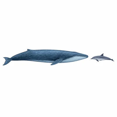 A whale shown about four times as long as a dolphin.