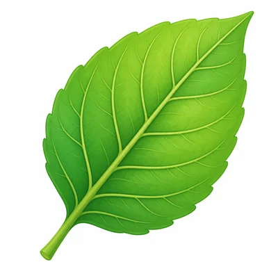 A green leaf with visible veins.