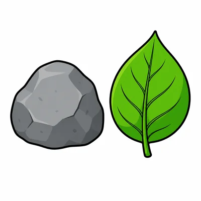 A rock is shown next to a leaf.