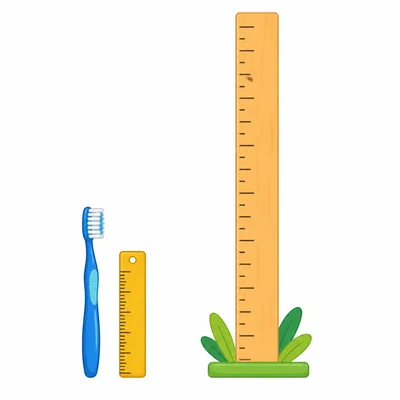 A toothbrush beside a small ruler and a much taller measuring stick.