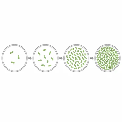 Petri dishes showing bacteria clusters increasing rapidly over time.