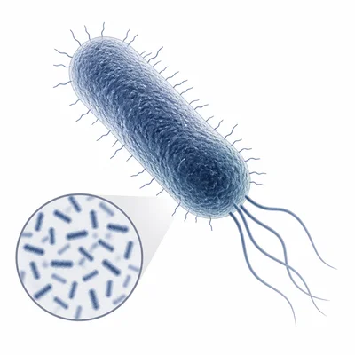 A magnified rod-shaped bacterium shown to suggest microscopic size.