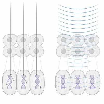 X-rays can damage DNA, while ultrasound waves pass through tissue without ionizing radiation.