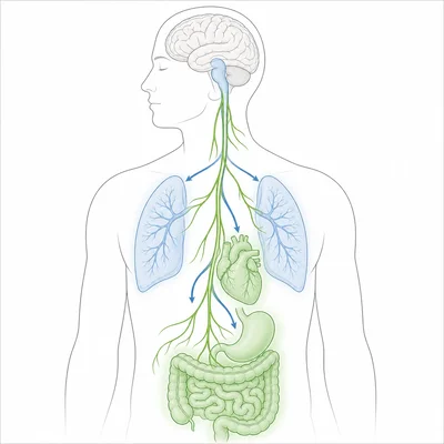 Diagram of parasympathetic recovery pathways from the brainstem to the heart, lungs, and digestive organs.