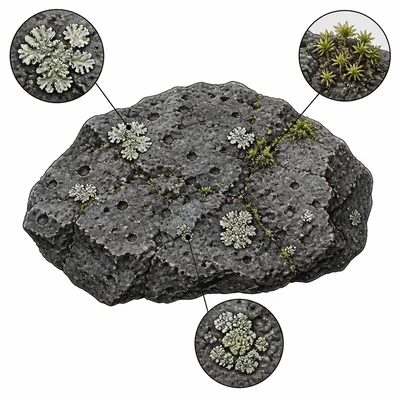 Bare volcanic rock with early lichens and moss beginning to grow.