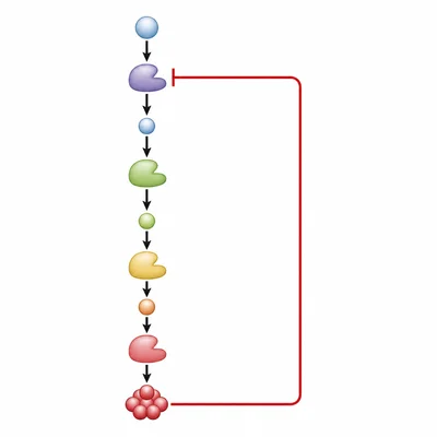 End product of a pathway inhibits an earlier enzyme.