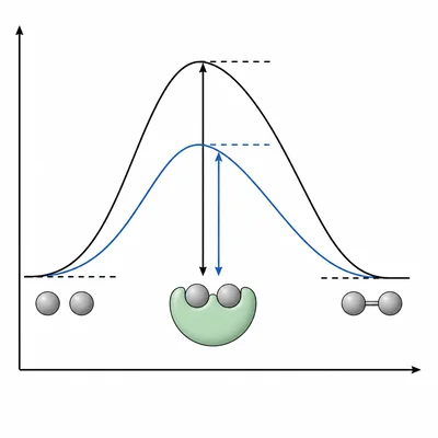 An enzyme lowers the activation energy barrier rather than adding energy.