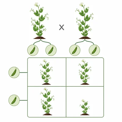 Punnett square model for pea plant height showing tall and short offspring possibilities.