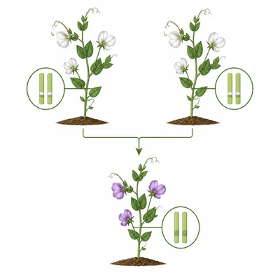 Two parent plants carrying recessive alleles producing an offspring with a recessive trait.