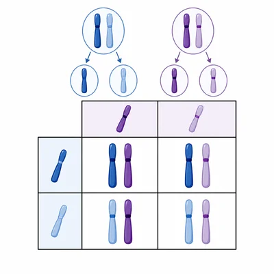 Generic Punnett square showing possible allele combinations.