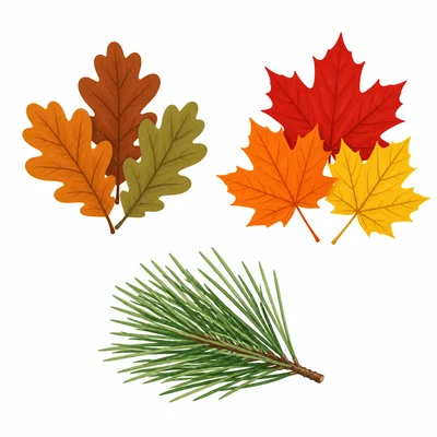 Three separate groups of oak leaves, maple leaves, and pine needles.
