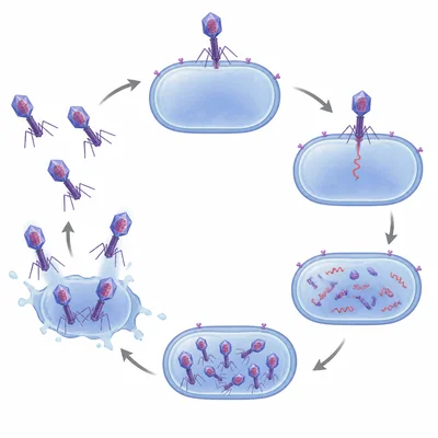 Diagram showing viruses attaching to a host cell, entering, multiplying, and leaving.